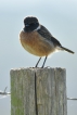 Oiseaux Tarier pâtre (Saxicola rubicola)