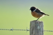 Oiseaux Tarier pâtre (Saxicola rubicola)