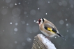 Oiseaux Chardonneret élégant (Carduelis carduelis)