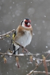 Oiseaux Chardonneret élégant (Carduelis carduelis)