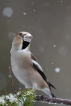 Oiseaux Grosbec casse-noyaux (Coccothraustes coccothraustes)