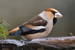 Oiseaux Grosbec casse-noyaux (Coccothraustes coccothraustes)