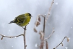 Oiseaux Tarin des aulnes (Carduelis spinus)