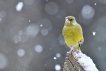 Oiseaux Verdier d\'Europe (Chloris chloris)