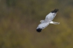 Oiseaux Busard Saint-Martin (Circus cyaneus)