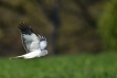 Oiseaux Busard Saint-Martin (Circus cyaneus)