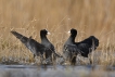 Oiseaux Foulque macroule (Fulica atra)