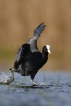 Oiseaux Foulque macroule (Fulica atra)