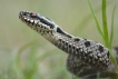 Reptiles Vipère péliade (Vipera berus)