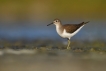 Oiseaux Chevalier guignette (Actitis hypoleucos)