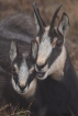 Mammifères Chamois (Rupicapra rupicapra)