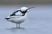 Oiseaux avocette elegante (Recurvirostra avosetta)