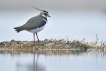 Oiseaux Vanneau Huppé (Vanellus vanellus)