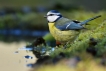 Oiseaux Mésange bleue (Cyanistes caeruleus)