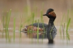 Oiseaux Grèbe à cou noir (Podiceps nigricollis)