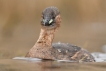 Oiseaux Grèbe castagneux (Tachybaptus ruficollis)