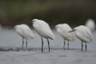 Oiseaux Aigrette garzette (Egretta garzetta)