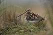 Oiseaux Bécassine des marais (Gallinago gallinago)