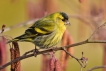 Oiseaux Tarin des aulnes (Carduelis spinus)