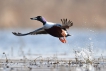 Oiseaux Canard souchet (Anas clypeata)