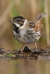 Oiseaux Bruant des roseaux (Emberiza schoeniclus)