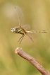 Insectes Sympétrum à nervures orangées (Sympetrum fonscolombii)