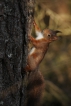 Mammifères Ecureuil roux (Sciurus vulgaris)