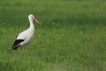 Oiseaux Cigogne blanche (Ciconia ciconia)