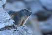 Mammifères Marmotte (Marmota marmota)