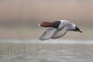 Oiseaux Fuligule milouin (Aythya ferina)