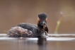 Oiseaux grebe à cou noir