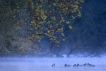 Oiseaux Canard colvert (Anas platyrhynchos)