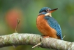 Oiseaux Martin pêcheur d\'Europe (Alcedo atthis)