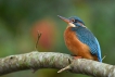 Oiseaux Martin pêcheur d\'Europe (Alcedo atthis)