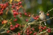 Oiseaux Grosbec casse-noyaux (Coccothraustes coccothraustes)