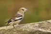 Oiseaux Grosbec casse-noyaux (Coccothraustes coccothraustes)