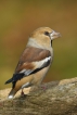 Oiseaux Grosbec casse-noyaux (Coccothraustes coccothraustes)