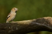 Oiseaux Grosbec casse-noyaux (Coccothraustes coccothraustes)