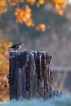 Oiseaux Grosbec casse-noyaux (Coccothraustes coccothraustes)