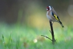 Oiseaux Chardonneret élégant (Carduelis carduelis)