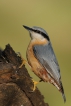 Oiseaux Sittelle torchepot (Sitta europaea)