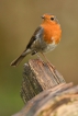 Oiseaux Rouge-gorge familier (Erithacus rubecula)