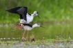 Oiseaux Echasse Blanche (Himantopus himantopus)