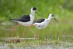 Oiseaux Echasse Blanche (Himantopus himantopus)