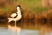 Oiseaux avocette elegante (Recurvirostra avosetta)