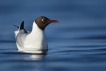 Oiseaux Mouette rieuse