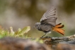 Oiseaux Rouge-queue noir (Phoenicurus ochruros)