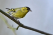 Oiseaux Tarin des aulnes (Carduelis spinus)