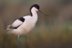 Oiseaux avocette elegante (Recurvirostra avosetta)