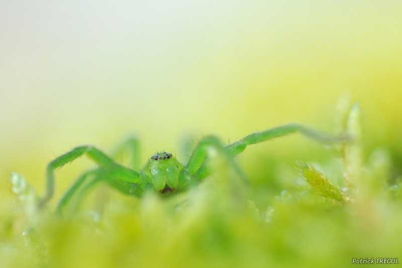 Photo Araignées Micrommata virescens